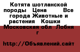 Котята шотланской породы › Цена ­ 40 - Все города Животные и растения » Кошки   . Московская обл.,Лобня г.